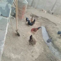 مرغ خروس|حیوانات مزرعه|جوادآباد, |دیوار