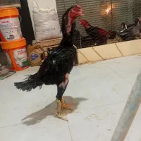 خروس لاری پر مرغی مشکی..در رباط کریم|حیوانات مزرعه|رباطکریم, شترخوار|دیوار