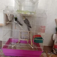 عروس