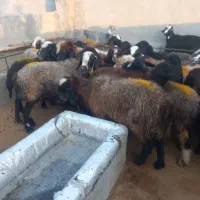 میش آبستن