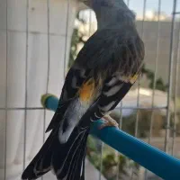 سهره قناری نر دهن سهره با قفس|پرنده|فردیس, شهرک شهید حسینی|دیوار