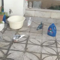 کفتر نصل دار