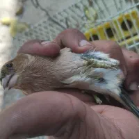 سهره و سهره خمسه|پرنده|تیکمه داش, |دیوار