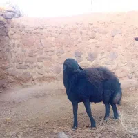 یک راس قوچ|حیوانات مزرعه|مشکان, |دیوار