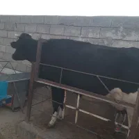 تعدادی گاو شیری فروشی|حیوانات مزرعه|راور, |دیوار