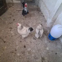 خروس گلین .مرغ برهما