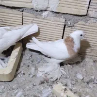 کبوتر طوقی|پرنده|خوانسار, |دیوار