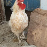 دو قطعهٔ خروس گلین داشتی وکشتی دونه ای ۳۵۰ تومان|حیوانات مزرعه|خمینی‌شهر, |دیوار