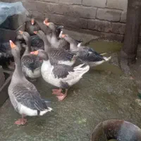 غاز|حیوانات مزرعه|کرفتو, |دیوار