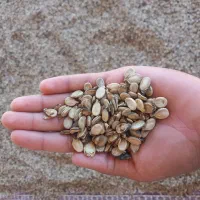 تخم هندوانه