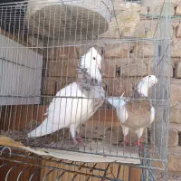 دو جفت طوق سور وطوق الماسی کلاهی