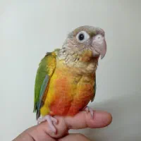 سه تا گرینچیک