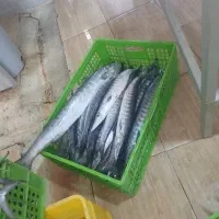 ماهی چنگو تازه رسید|خوردنی و آشامیدنی|فسا, |دیوار