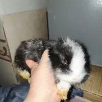 خرگوش خانگی|موش و خرگوش|سیرجان, |دیوار