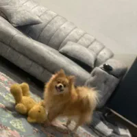 پامر روباهی|سگ|مشهد, پنجتن|دیوار