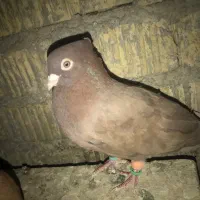 تافته ای|پرنده|شیراز, کفترک|دیوار