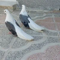 کبوترپشت سبز