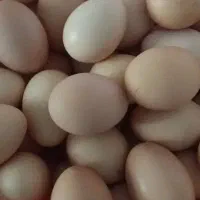 تخم مرغ رسمی