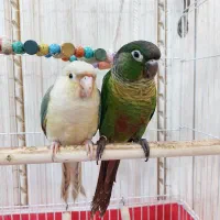 گرینچیک پاین اپل و نرمال دستی