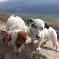 دو تا پا کوتاه دنبلانی  باهوش