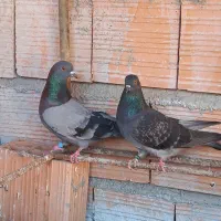 کبوتر|پرنده|خان ببین, |دیوار