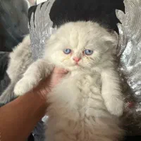 گربه اسکاتیش سفید