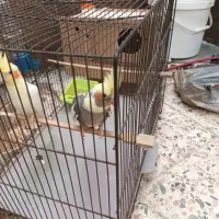 جفت عروس هلندی