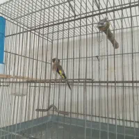 سهره.سهره قناری.عروس هلندی.کبوتر.قناری بل