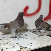 کببوتر رواعب غول|پرنده|قم, شهدا|دیوار