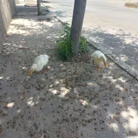 اردک ۲عدد/ آبیک