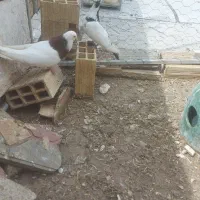 بوینجولو.طوقی.