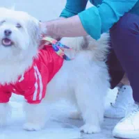 سگ شیتزو بازیگوش