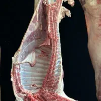 گوشت بره و میش تازه کشتار روز به قیمت عمده|خوردنی و آشامیدنی|تربت جام, بیست متری منبع آب|دیوار