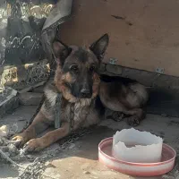 سگ ژرمن|سگ|یزد, |دیوار