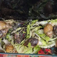 حلزون خانگی البینا