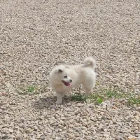 سگ پاکوتاه ماده