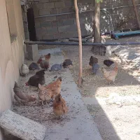 مرغ تخم گزار