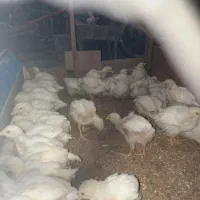 جوجه مرغ گوشتی راس کاپ