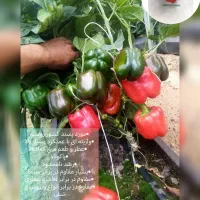 نشاء فلفل دلمه گلخانه ای|خدمات باغبانی و درختکاری|اصفهان, تیران|دیوار