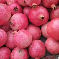 نهال انار گلدانی|گل و گیاه طبیعی|قم, خاکفرج|دیوار