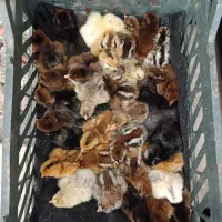 جوجه محلی 3 روزه