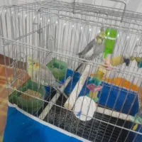 قیمت ۲۵۰۰۰۰۰۰|پرنده|قزوین, |دیوار