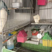 فروش فنچ کینگ به شرط تخمگذاری با قیمت مناسب|پرنده|الوند, |دیوار