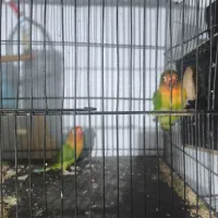 کوتوله مولد|پرنده|قم, نخودی|دیوار