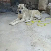 سگ نر گوسفندی