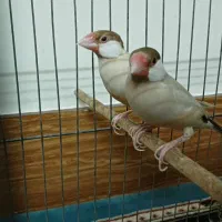 فنچ نرگسی شکلاتی جوان به شرط جوجه درجه 1|پرنده|کرج, شهرک رازی (حصارک)|دیوار