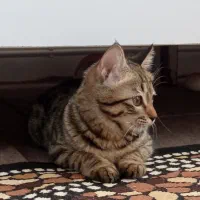 واگذاری بچه گربه رایگان