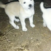 سلام 3توله سگ به فروش میرسد