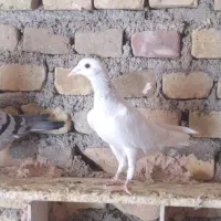 هفت رنگ و سبز