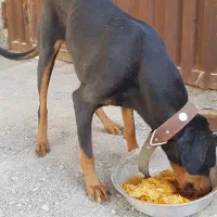 سگ دوبرمن|سگ|صفادشت, |دیوار